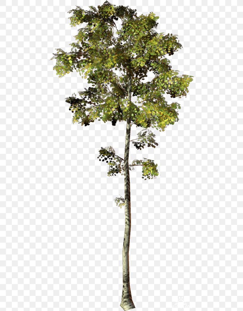 Trunk Plane Trees Plant Stem Houseplant, PNG, 493x1051px, Trunk, Branch, Evergreen, Houseplant, Plane Tree Family Download Free