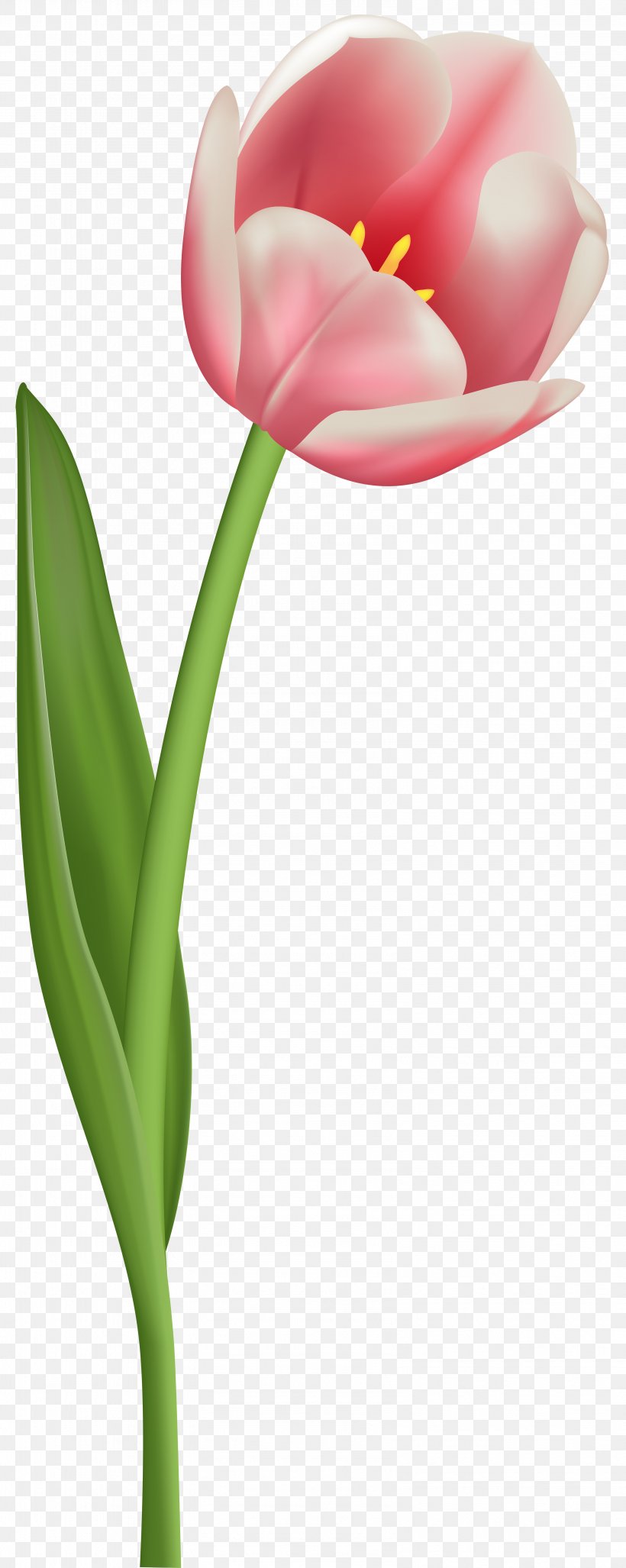 Tulip Mania Flower Clip Art, PNG, 3193x8000px, Tulip Mania, Bud, Color, Cut Flowers, Flower Download Free