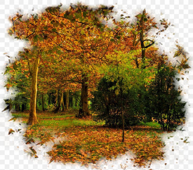 Autumn Tree Landscape, PNG, 1358x1200px, Autumn, Biome, Computer Software, Deciduous, Ecosystem Download Free