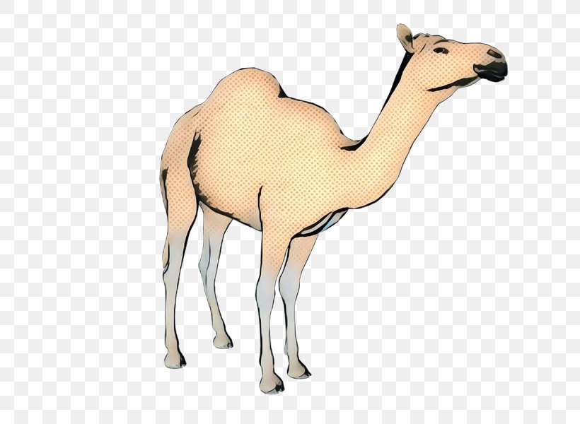 Animal Cartoon, PNG, 800x600px, Dromedary, Animal, Animal Figure, Arabian Camel, Bactrian Camel Download Free