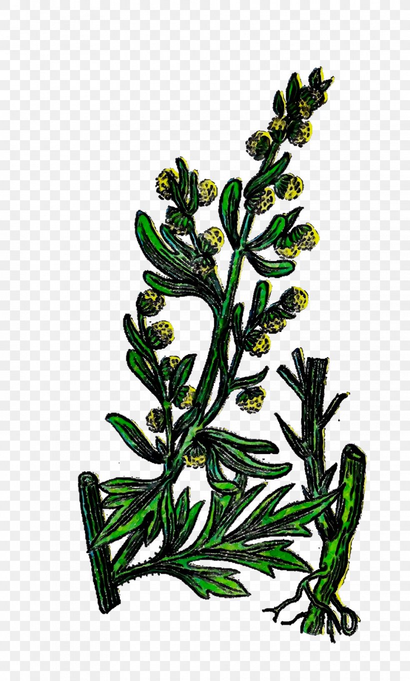 Clip Art Free Content Herb, PNG, 964x1600px, Herb, Blog, Botany, Branch, Flower Download Free