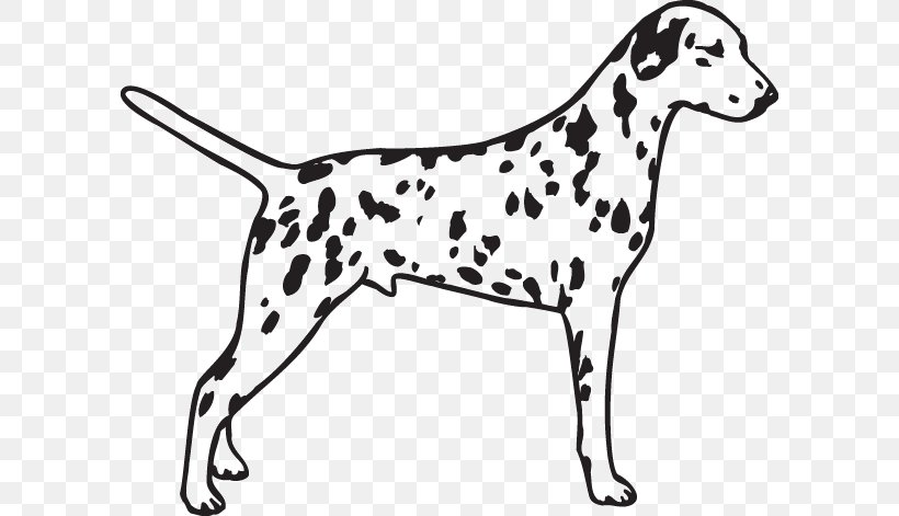 Dalmatian Dog Poodle Pug Breed Race, PNG, 600x471px, 101 Dalmatians, Dalmatian Dog, Black And White, Breed, Carnivoran Download Free