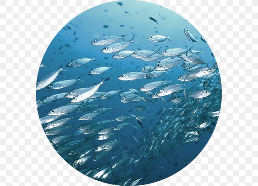 Fish Mural Sea Wallpaper, PNG, 591x591px, Fish, Aqua, Aquaculture, Canvas Print, Dolphin Download Free