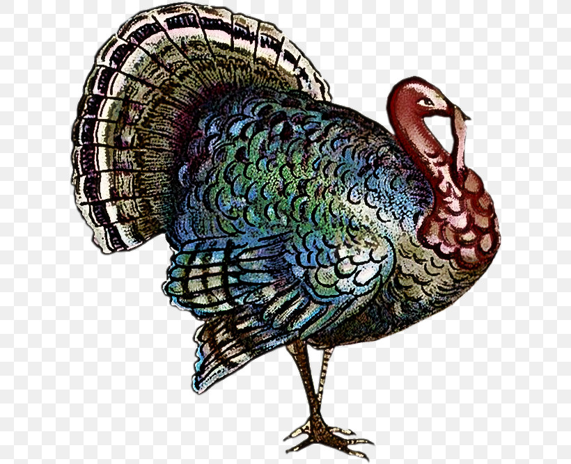Thanksgiving, PNG, 622x667px, Thanksgiving, Domestic Turkey, Microsoft Paint, Poladroid, Thanksgiving Greeting Cards Download Free