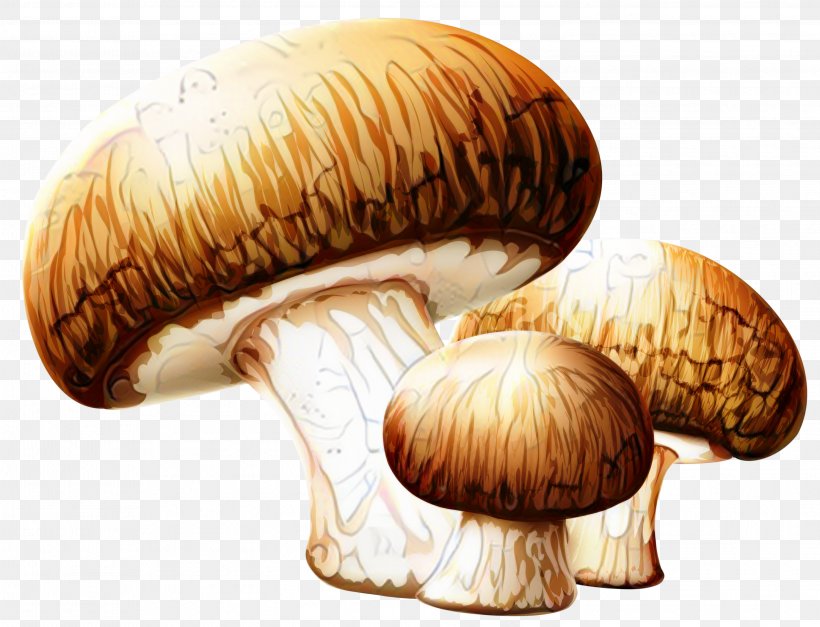 Clip Art Transparency Edible Mushroom, PNG, 2998x2293px, Mushroom, Agaricaceae, Agaricomycetes, Agaricus, Amanita Download Free