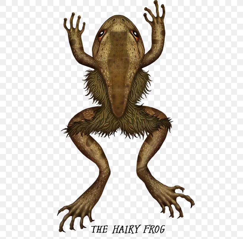 Hairy Frog Toad Amphibian, PNG, 700x807px, Frog, Amphibian, Devil Frog, Drawing, Fauna Download Free