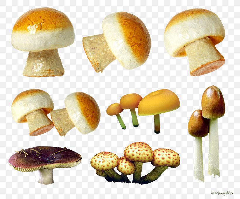 Mushroom Baozi Photography, PNG, 800x678px, Mushroom, Agaricaceae, Appetizer, Baozi, Bun Download Free