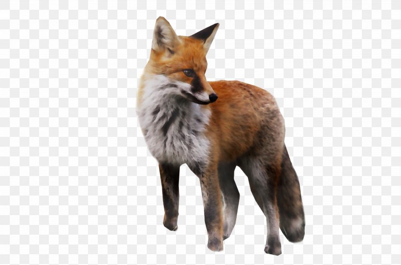 Red Fox Gray Fox Kit Fox Dhole Fur, PNG, 4839x3200px, Red Fox, Animal, Animal Figure, Canidae, Carnivore Download Free