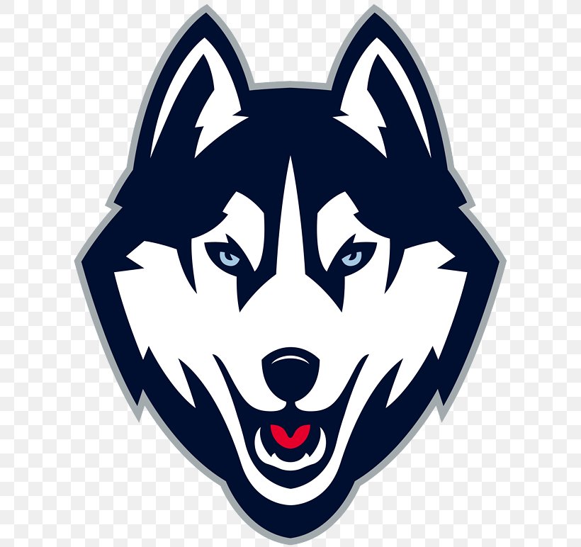 University Of Connecticut Connecticut Huskies Football Connecticut Huskies Men's Basketball Connecticut Huskies Baseball NCAA Division I Football Bowl Subdivision, PNG, 619x772px, University Of Connecticut, American Football, Automotive Design, Baseball, Basketball Download Free