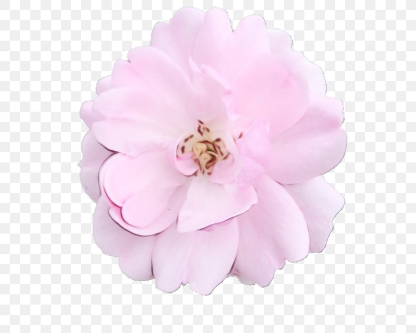 Cabbage Rose Pastel Pink Flowers, PNG, 656x656px, Cabbage Rose, Aesthetics, Chinese Peony, Color, Floral Design Download Free