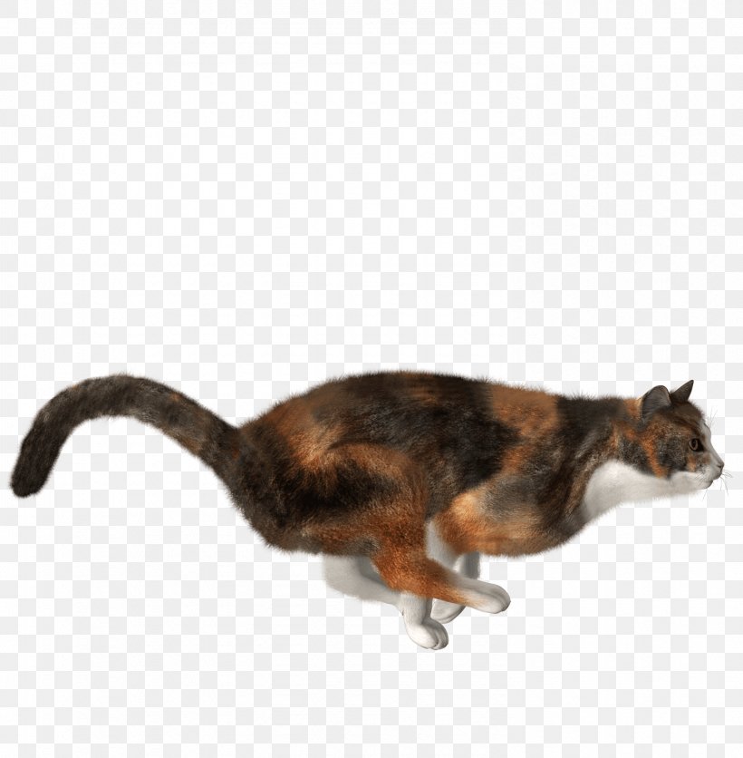 Cat Kitten, PNG, 1490x1520px, Cat, Carnivoran, Cat Like Mammal, Eurasian Jay, Fauna Download Free