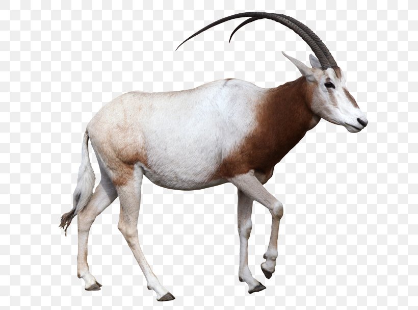 Gemsbok Antelope Scimitar Oryx Arabian Oryx Horn, PNG, 777x608px, Gemsbok, Antelope, Arabian Oryx, Cattle Like Mammal, Common Eland Download Free