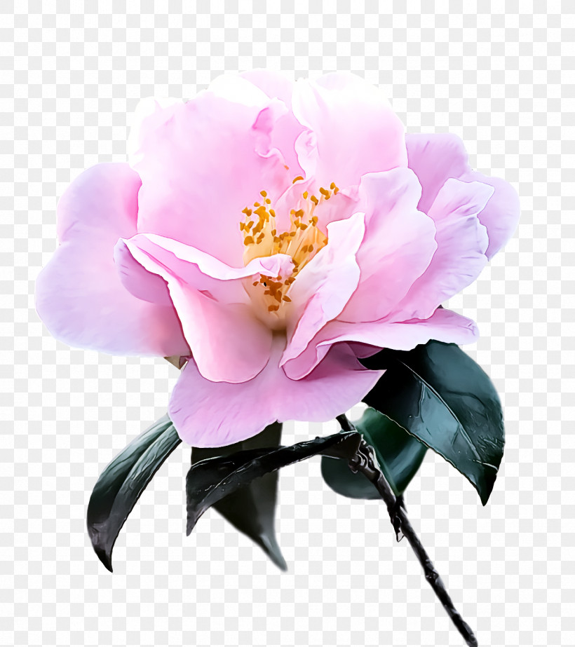 Sasanqua Camellia Cut Flowers Peony Petal Flower, PNG, 1278x1440px, Sasanqua Camellia, Camellia, Cut Flowers, Flower, Heathers And Allies Download Free