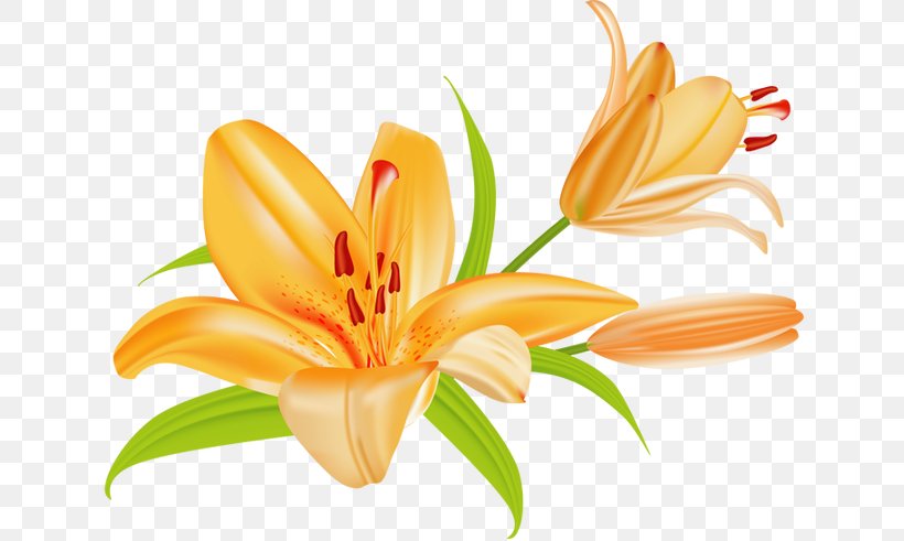 Tiger Lily Lilium Bulbiferum Easter Lily Clip Art, PNG, 640x491px, Tiger Lily, Arumlily, Cut Flowers, Daylily, Easter Lily Download Free