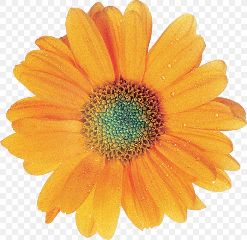 Transvaal Daisy Flower Picture It Custom, PNG, 1035x1007px, Transvaal Daisy, Calendula, Chrysanths, Daisy Family, Data Download Free