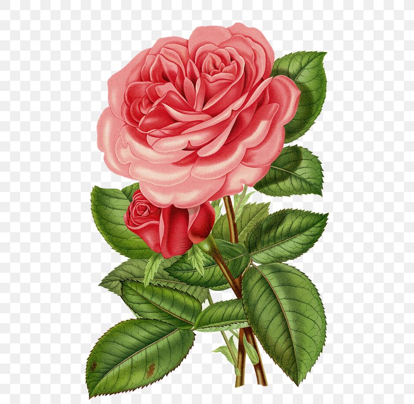 Victorian Era Clip Art Flower Cabbage Rose Garden Roses, PNG, 571x800px, Victorian Era, Art, Cabbage Rose, China Rose, Cut Flowers Download Free