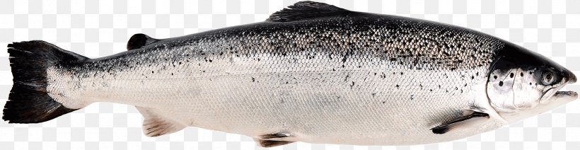 Norwegian Cuisine Sushi Norway Smoked Salmon, PNG, 1838x476px, Norwegian Cuisine, Animal Figure, Aquaculture Of Salmonids, Atlantic Cod, Atlantic Salmon Download Free