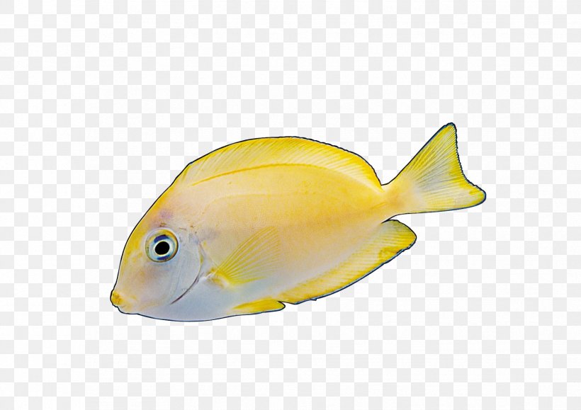 Angelfish Yellow Red, PNG, 1754x1240px, Angelfish, Animal, Coral Reef Fish, Fauna, Fin Download Free