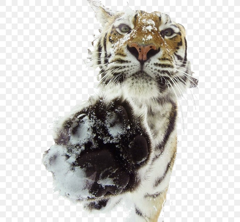 Cheetah Leopard White Tiger Felidae Cat, PNG, 536x756px, Cheetah, Animal, Bengal Tiger, Big Cat, Big Cats Download Free