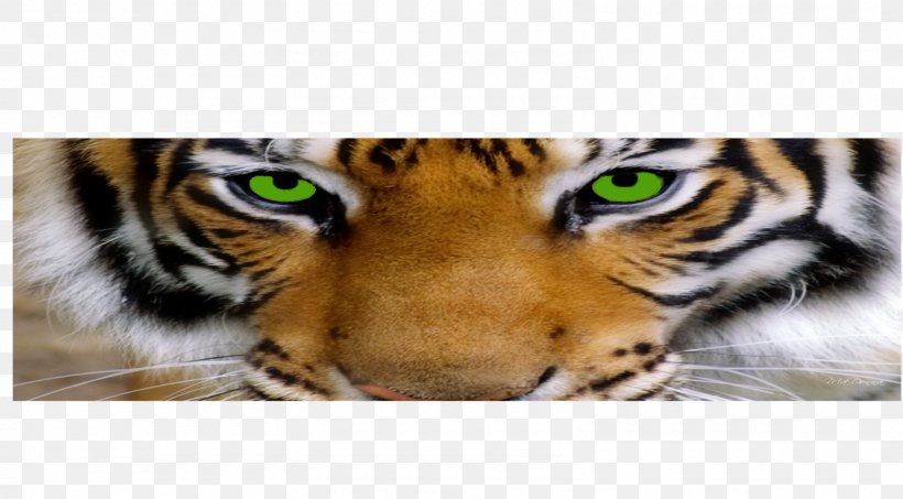 Tiger Whiskers Big Cat Snout, PNG, 1600x885px, Tiger, Animal, Big Cat, Big Cats, Carnivoran Download Free