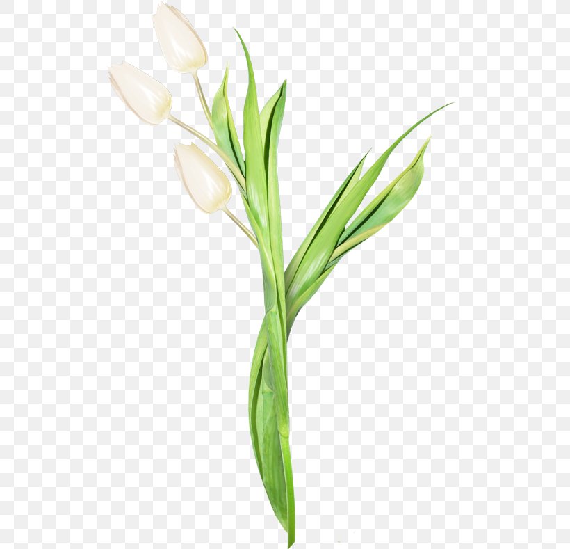 Tulip Flower Bayan Mod Blume, PNG, 514x789px, Tulip, Bayan Mod, Blume, Cut Flowers, Drawing Download Free