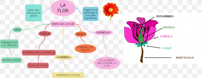 Flower Mind Map Petal Geography, PNG, 2258x873px, Flower, Classroom, Concept, Concept Map, Diagram Download Free