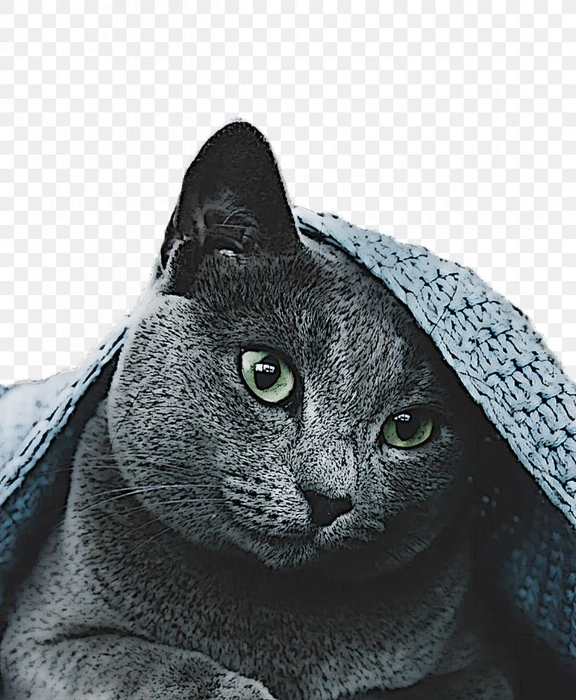 Korat Russian Blue Chartreux Snout Domestic Short-haired Cat, PNG, 1200x1459px, Korat, American Shorthair, Black Cat, Cat, Catlike Download Free