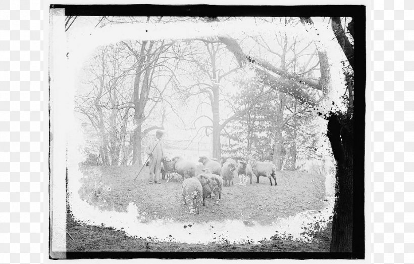 Stock Photography Picture Frames Sheep, PNG, 926x590px, Photography, Artwork, Black And White, Branch, Drawing Download Free