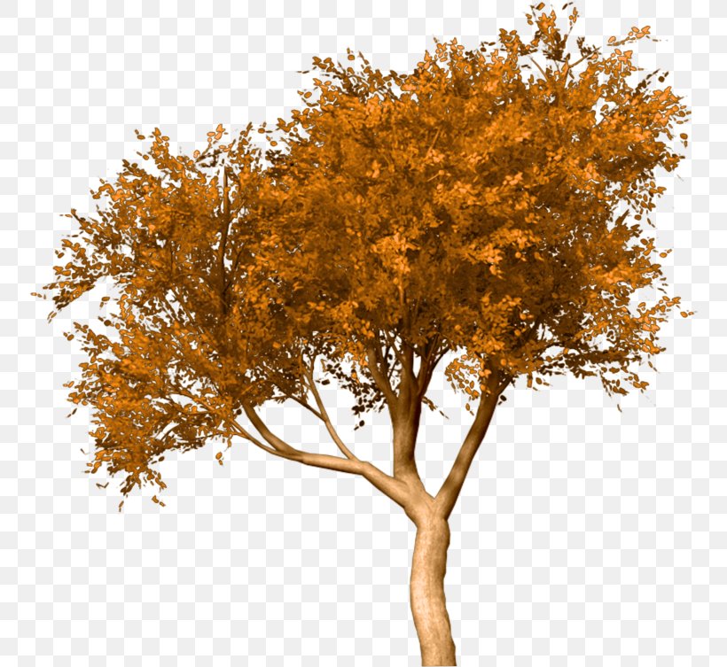 Treelet Shrub White Oak Plants, PNG, 755x753px, Tree, Autumn, Branch, Cottonwood, Deciduous Download Free