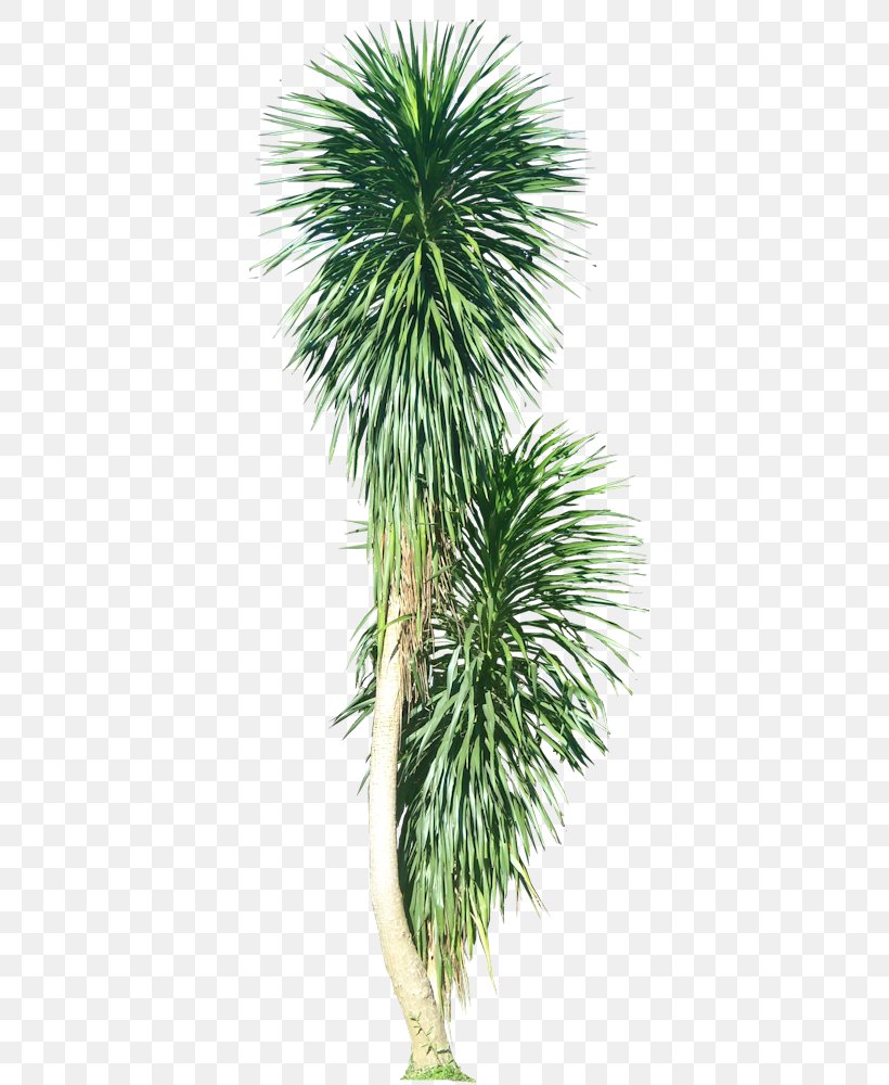 Asian Palmyra Palm Plant Arecaceae Tree, PNG, 392x1000px, Asian Palmyra Palm, Architecture, Arecaceae, Arecales, Borassus Download Free