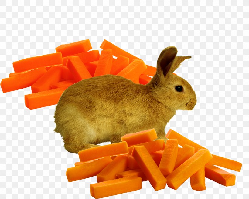 Domestic Rabbit Carrot Orange European Rabbit, PNG, 1000x800px, Domestic Rabbit, Carrot, Daucus Carota, European Rabbit, Google Images Download Free