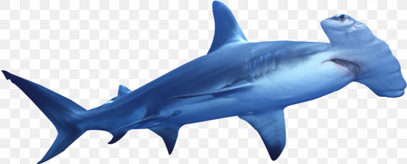 Hammerhead Shark Great Hammerhead Great White Shark Cartilaginous Fishes, PNG, 831x337px, Shark, Bigeye Thresher, Blue Shark, Bull Shark, Carcharhiniformes Download Free