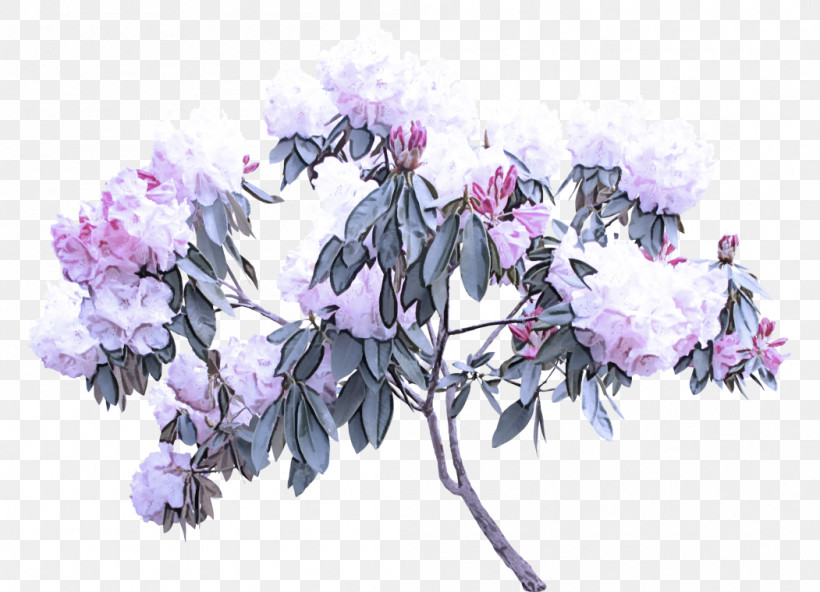 Lavender, PNG, 1051x760px, Flower, Branch, Cut Flowers, Lavender, Lilac Download Free