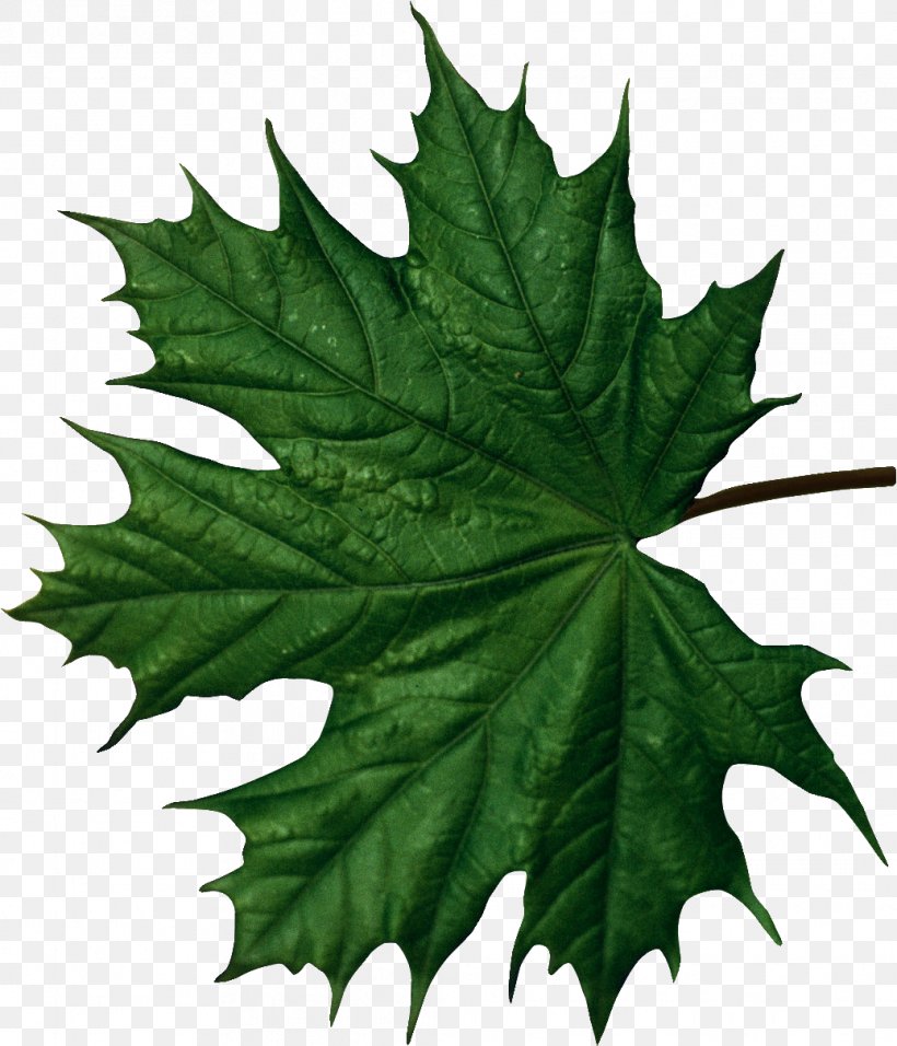 Maple Leaf Function, PNG, 1037x1209px, Leaf, Brush, Drawing, Epidermis, Function Download Free
