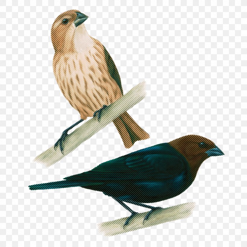 Bird Beak Songbird Perching Bird Finch, PNG, 1024x1024px, Bird, Beak, Finch, Perching Bird, Roller Download Free