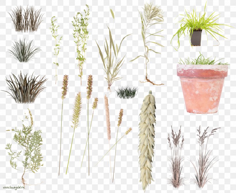 Grasses Herbaceous Plant Clip Art, PNG, 2292x1873px, Grasses, Arecaceae, Arecales, Commodity, Date Palm Download Free