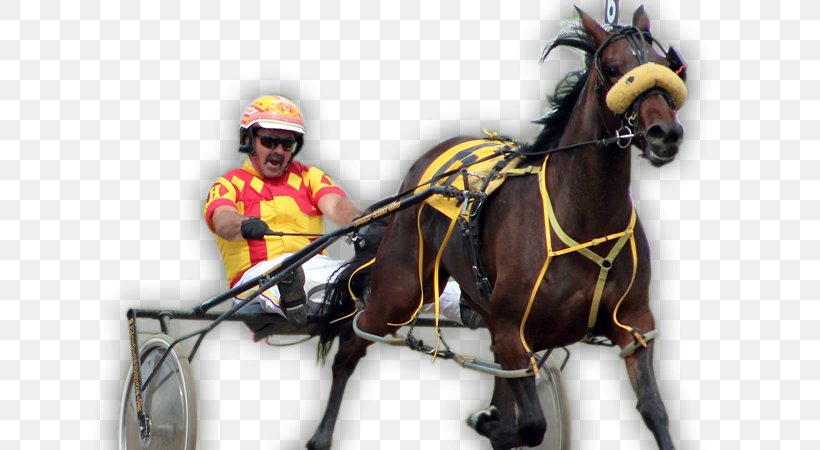 Standardbred Horse Harnesses Stallion Horse Racing Harness Racing, PNG, 660x450px, Standardbred, Bridle, Chariot, Driving, Equestrian Download Free
