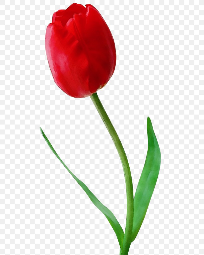 Tulip Flower Plant Plant Stem Flowering Plant, PNG, 531x1024px, Watercolor, Anthurium, Flower, Flowering Plant, Lily Family Download Free