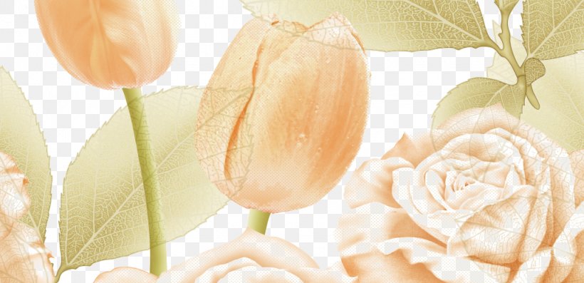 Tulip Flower, PNG, 1027x498px, Tulip, Cut Flowers, Floral Design, Floristry, Flower Download Free