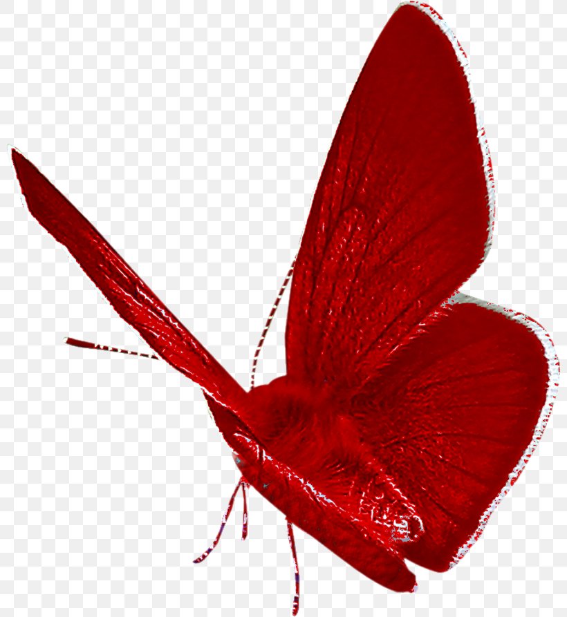 Butterfly Drawing Clip Art, PNG, 800x893px, Butterfly, Blog, Butterflies And Moths, Digital Image, Drawing Download Free