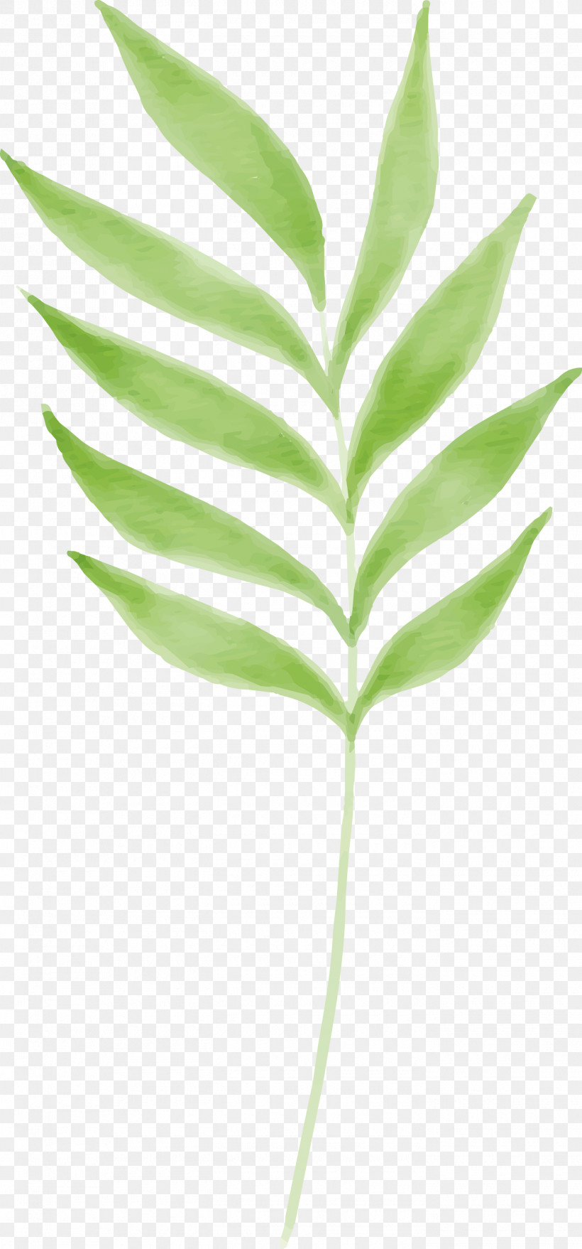 Leaf Plant Stem Grasses Tree Branching, PNG, 1400x3000px, Leaf, Biology, Branching, Grasses, Plant Stem Download Free
