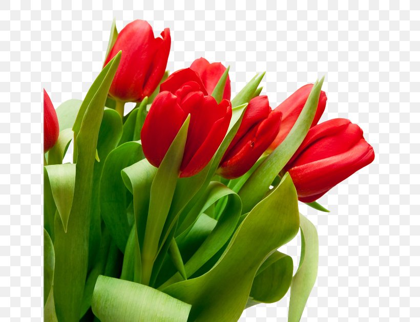 Tulip Flower Red Stock Photography White, PNG, 650x629px, 4k Resolution, Tulip, Cut Flowers, Display Resolution, Floral Design Download Free