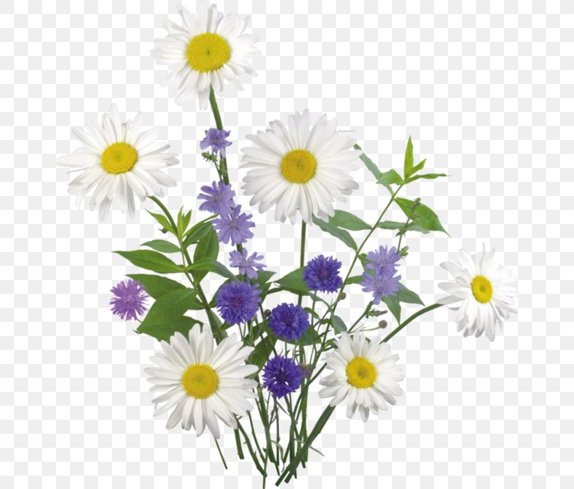 Chamomile A Clip Art, PNG, 660x699px, Chamomile, Annual Plant, Apng, Aster, Chamaemelum Nobile Download Free