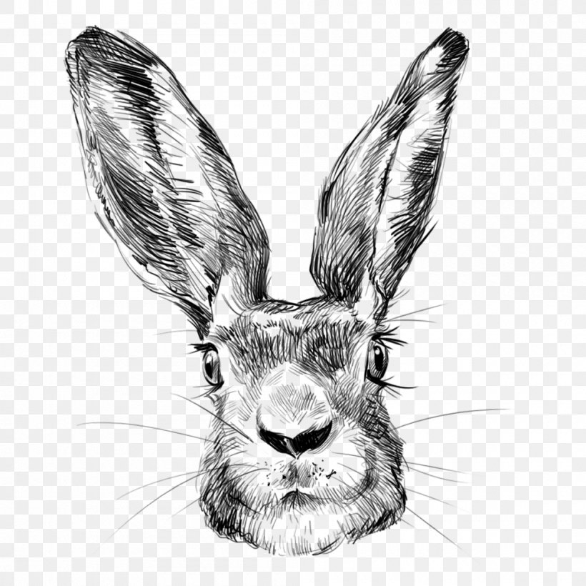 European Rabbit Leporids, PNG, 1000x1000px, European Rabbit, Black And White, Creative Market, Designer, Drawing Download Free