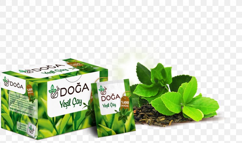 Green Tea Herb Cream Ingredient, PNG, 914x543px, Green Tea, Brand, Capelli, Cream, Epigallocatechin Gallate Download Free