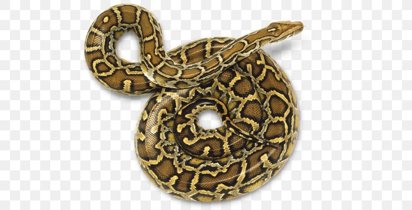 Snake Burmese Python Python Molurus Reptile, PNG, 640x419px, Snake, Burmese Python, Hognose Snake, Information, King Cobra Download Free