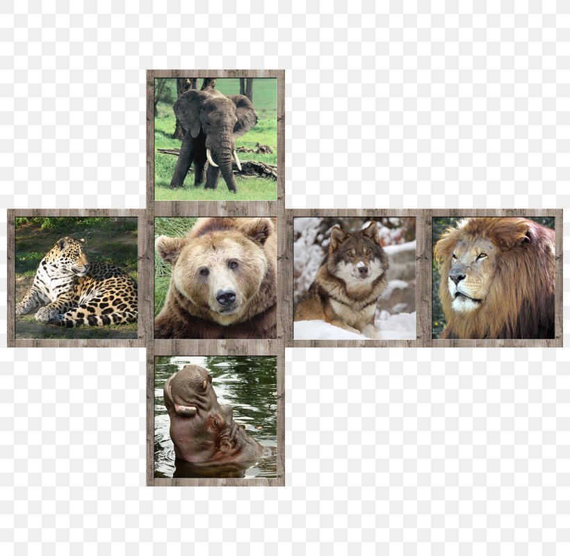Animal Wildlife V-Cube 7 Rubik's Cube, PNG, 800x800px, Animal, Big Cats, Carnivora, Carnivoran, Cat Like Mammal Download Free