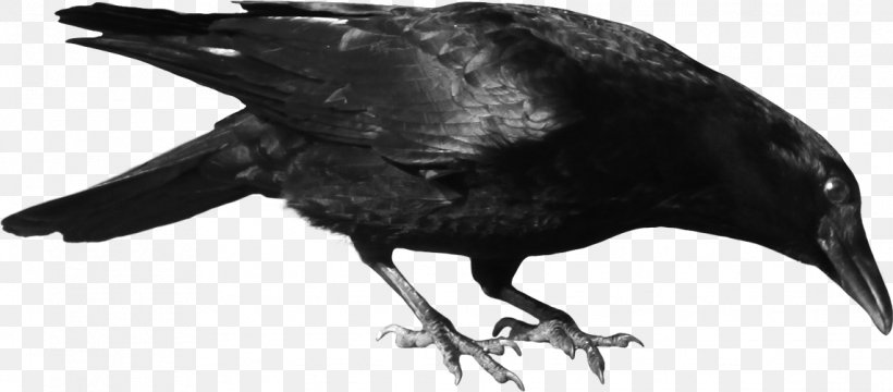 Common Raven Bird, PNG, 1143x503px, American Crow, Beak, Bird, Black And White, Common Raven Download Free