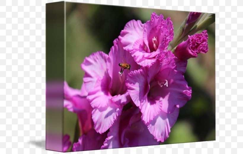 Gladiolus Four O'clocks Mallows Marvel-of-peru Violet, PNG, 650x520px, Gladiolus, Annual Plant, Family, Family Film, Flower Download Free