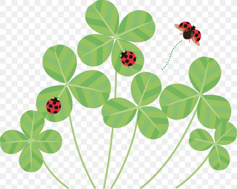 Ladybird Beetle Shamrock Plant Stem The Conversation, PNG, 1126x899px, Ladybird Beetle, Box, Conversation, Flora, Flower Download Free